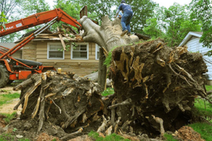 stump-removal-in-tampa